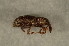  ( - GBOL00106)  @11 [ ] CreativeCommons - Attribution Non-Commercial Share-Alike (2015) Unspecified SNSB, Zoologische Staatssammlung Muenchen