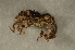  ( - GBOL00107)  @12 [ ] CreativeCommons - Attribution Non-Commercial Share-Alike (2015) Unspecified SNSB, Zoologische Staatssammlung Muenchen