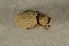  (Trachyphloeus alternans - GBOL00108)  @12 [ ] CreativeCommons - Attribution Non-Commercial Share-Alike (2015) Unspecified SNSB, Zoologische Staatssammlung Muenchen