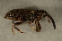  ( - GBOL00110)  @12 [ ] CreativeCommons - Attribution Non-Commercial Share-Alike (2015) Unspecified SNSB, Zoologische Staatssammlung Muenchen