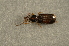  ( - GBOL00114)  @12 [ ] CreativeCommons - Attribution Non-Commercial Share-Alike (2015) Unspecified SNSB, Zoologische Staatssammlung Muenchen