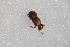  ( - GBOL_Col_FK_5180)  @12 [ ] CreativeCommons - Attribution Non-Commercial Share-Alike (2015) Unspecified SNSB, Zoologische Staatssammlung Muenchen