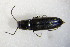  ( - GBOL_Col_FK_5210)  @12 [ ] CreativeCommons - Attribution Non-Commercial Share-Alike (2015) Unspecified SNSB, Zoologische Staatssammlung Muenchen