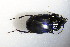 ( - GBOL_Col_FK_5225)  @13 [ ] CreativeCommons - Attribution Non-Commercial Share-Alike (2015) Unspecified SNSB, Zoologische Staatssammlung Muenchen