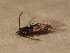  ( - GBOL_Col_FK_6021)  @11 [ ] CreativeCommons - Attribution Non-Commercial Share-Alike (2015) Unspecified SNSB, Zoologische Staatssammlung Muenchen