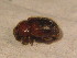  ( - GBOL_Col_FK_6042)  @11 [ ] CreativeCommons - Attribution Non-Commercial Share-Alike (2015) Unspecified SNSB, Zoologische Staatssammlung Muenchen