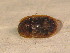  ( - GBOL_Col_FK_6077)  @12 [ ] CreativeCommons - Attribution Non-Commercial Share-Alike (2015) Unspecified SNSB, Zoologische Staatssammlung Muenchen