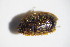  ( - GBOL_Col_FK_6347)  @12 [ ] CreativeCommons - Attribution Non-Commercial Share-Alike (2015) Unspecified SNSB, Zoologische Staatssammlung Muenchen