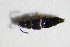  (Acrotona muscorum - GBOL_Col_FK_7435)  @13 [ ] CreativeCommons - Attribution Non-Commercial Share-Alike (2015) Unspecified SNSB, Zoologische Staatssammlung Muenchen