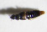  (Acrotona parens - GBOL_Col_FK_7437)  @12 [ ] CreativeCommons - Attribution Non-Commercial Share-Alike (2015) Unspecified SNSB, Zoologische Staatssammlung Muenchen