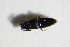  ( - GBOL_Col_FK_7442)  @12 [ ] CreativeCommons - Attribution Non-Commercial Share-Alike (2015) Unspecified SNSB, Zoologische Staatssammlung Muenchen