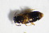  ( - GBOL_Col_FK_7445)  @12 [ ] CreativeCommons - Attribution Non-Commercial Share-Alike (2015) Unspecified SNSB, Zoologische Staatssammlung Muenchen