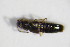  ( - GBOL_Col_FK_7508)  @11 [ ] CreativeCommons - Attribution Non-Commercial Share-Alike (2015) Unspecified SNSB, Zoologische Staatssammlung Muenchen