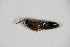  ( - GBOL_Col_FK_7520)  @12 [ ] CreativeCommons - Attribution Non-Commercial Share-Alike (2015) Unspecified SNSB, Zoologische Staatssammlung Muenchen