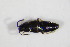  ( - GBOL_Col_FK_7552)  @11 [ ] CreativeCommons - Attribution Non-Commercial Share-Alike (2015) Unspecified SNSB, Zoologische Staatssammlung Muenchen