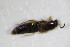  ( - GBOL_Col_FK_0799)  @12 [ ] CreativeCommons - Attribution Non-Commercial Share-Alike (2015) Unspecified SNSB, Zoologische Staatssammlung Muenchen