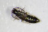  ( - GBOL_Col_FK_0848)  @12 [ ] CreativeCommons - Attribution Non-Commercial Share-Alike (2015) Unspecified SNSB, Zoologische Staatssammlung Muenchen