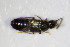  ( - GBOL_Col_FK_0873)  @12 [ ] CreativeCommons - Attribution Non-Commercial Share-Alike (2015) Unspecified SNSB, Zoologische Staatssammlung Muenchen