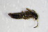  ( - GBOL_Col_FK_0897)  @12 [ ] CreativeCommons - Attribution Non-Commercial Share-Alike (2015) Unspecified SNSB, Zoologische Staatssammlung Muenchen