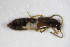  ( - GBOL_Col_FK_0903)  @11 [ ] CreativeCommons - Attribution Non-Commercial Share-Alike (2015) Unspecified SNSB, Zoologische Staatssammlung Muenchen