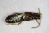  ( - GBOL_Col_FK_0904)  @11 [ ] CreativeCommons - Attribution Non-Commercial Share-Alike (2015) Unspecified SNSB, Zoologische Staatssammlung Muenchen