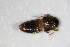  ( - GBOL_Col_FK_0917)  @12 [ ] CreativeCommons - Attribution Non-Commercial Share-Alike (2015) Unspecified SNSB, Zoologische Staatssammlung Muenchen