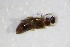  ( - GBOL_Col_FK_0918)  @12 [ ] CreativeCommons - Attribution Non-Commercial Share-Alike (2015) Unspecified SNSB, Zoologische Staatssammlung Muenchen