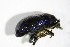  ( - GBOL_Col_FK_4103)  @11 [ ] CreativeCommons - Attribution Non-Commercial Share-Alike (2015) Unspecified SNSB, Zoologische Staatssammlung Muenchen
