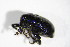  ( - GBOL_Col_FK_4104)  @11 [ ] CreativeCommons - Attribution Non-Commercial Share-Alike (2015) Unspecified SNSB, Zoologische Staatssammlung Muenchen