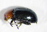  ( - GBOL_Col_FK_4117)  @13 [ ] CreativeCommons - Attribution Non-Commercial Share-Alike (2015) Unspecified SNSB, Zoologische Staatssammlung Muenchen