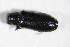  ( - GBOL_Col_FK_4124)  @12 [ ] CreativeCommons - Attribution Non-Commercial Share-Alike (2015) Unspecified SNSB, Zoologische Staatssammlung Muenchen