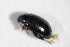  ( - GBOL_Col_FK_4128)  @12 [ ] CreativeCommons - Attribution Non-Commercial Share-Alike (2015) Unspecified SNSB, Zoologische Staatssammlung Muenchen
