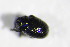  ( - GBOL_Col_FK_4137)  @12 [ ] CreativeCommons - Attribution Non-Commercial Share-Alike (2015) Unspecified SNSB, Zoologische Staatssammlung Muenchen