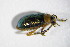  ( - GBOL_Col_FK_4148)  @13 [ ] CreativeCommons - Attribution Non-Commercial Share-Alike (2015) Unspecified SNSB, Zoologische Staatssammlung Muenchen