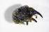  (Cionus olens - GBOL_Col_FK_4179)  @13 [ ] CreativeCommons - Attribution Non-Commercial Share-Alike (2015) Unspecified SNSB, Zoologische Staatssammlung Muenchen
