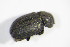  ( - GBOL_Col_FK_4941)  @12 [ ] CreativeCommons - Attribution Non-Commercial Share-Alike (2015) Unspecified SNSB, Zoologische Staatssammlung Muenchen