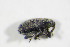  ( - GBOL_Col_FK_4954)  @12 [ ] CreativeCommons - Attribution Non-Commercial Share-Alike (2015) Unspecified SNSB, Zoologische Staatssammlung Muenchen