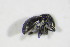  ( - GBOL_Col_FK_4983)  @12 [ ] CreativeCommons - Attribution Non-Commercial Share-Alike (2015) Unspecified SNSB, Zoologische Staatssammlung Muenchen