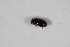  ( - GBOL_Col_FK_5021)  @11 [ ] CreativeCommons - Attribution Non-Commercial Share-Alike (2015) Unspecified SNSB, Zoologische Staatssammlung Muenchen