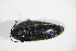  ( - GBOL_Col_FK_5416)  @11 [ ] CreativeCommons - Attribution Non-Commercial Share-Alike (2015) Unspecified SNSB, Zoologische Staatssammlung Muenchen
