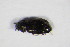 ( - GBOL_Col_FK_5437)  @11 [ ] CreativeCommons - Attribution Non-Commercial Share-Alike (2015) Unspecified SNSB, Zoologische Staatssammlung Muenchen