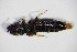  ( - GBOL_Col_FK_5438)  @11 [ ] CreativeCommons - Attribution Non-Commercial Share-Alike (2015) Unspecified SNSB, Zoologische Staatssammlung Muenchen