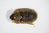  ( - GBOL_Col_FK_5443)  @11 [ ] CreativeCommons - Attribution Non-Commercial Share-Alike (2015) Unspecified SNSB, Zoologische Staatssammlung Muenchen