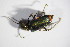  ( - GBOL_Col_FK_5489)  @12 [ ] CreativeCommons - Attribution Non-Commercial Share-Alike (2015) Unspecified SNSB, Zoologische Staatssammlung Muenchen
