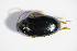  (Psylliodes chrysocephalus - GBOL_Col_FK_5497)  @14 [ ] CreativeCommons - Attribution Non-Commercial Share-Alike (2015) Unspecified SNSB, Zoologische Staatssammlung Muenchen