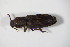  ( - GBOL_Col_FK_5527)  @11 [ ] CreativeCommons - Attribution Non-Commercial Share-Alike (2015) Unspecified SNSB, Zoologische Staatssammlung Muenchen
