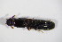  ( - GBOL_Col_FK_5571)  @12 [ ] CreativeCommons - Attribution Non-Commercial Share-Alike (2015) Unspecified SNSB, Zoologische Staatssammlung Muenchen