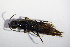  ( - GBOL_Col_FK_5577)  @12 [ ] CreativeCommons - Attribution Non-Commercial Share-Alike (2015) Unspecified SNSB, Zoologische Staatssammlung Muenchen