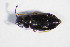  ( - GBOL_Col_FK_5580)  @12 [ ] CreativeCommons - Attribution Non-Commercial Share-Alike (2015) Unspecified SNSB, Zoologische Staatssammlung Muenchen
