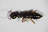  ( - GBOL_Col_FK_5589)  @13 [ ] CreativeCommons - Attribution Non-Commercial Share-Alike (2015) Unspecified SNSB, Zoologische Staatssammlung Muenchen